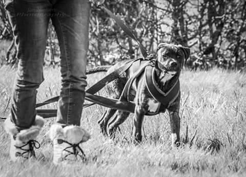 Blanding af racer Odin billede 2