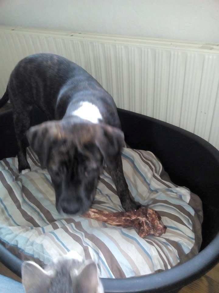 Blanding af racer Odin billede 3