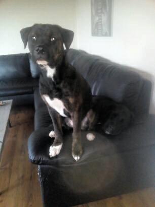 Blanding af racer Odin billede 5