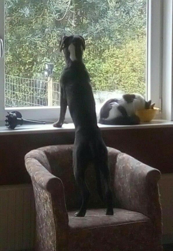 Blanding af racer Odin billede 7