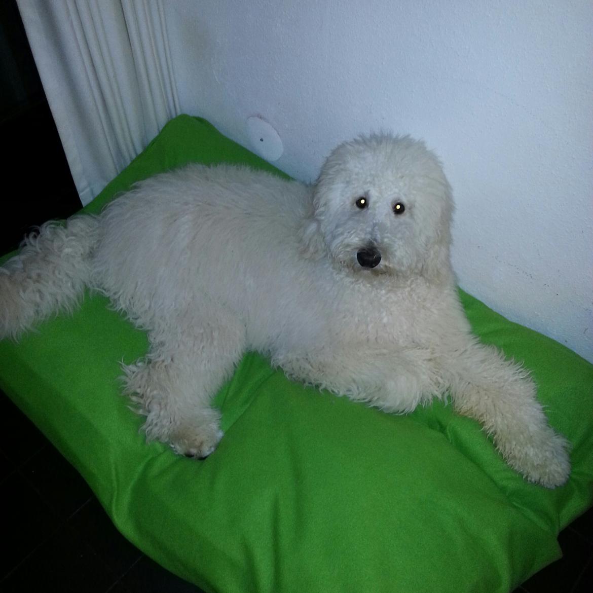 Storpuddel Charlie billede 1