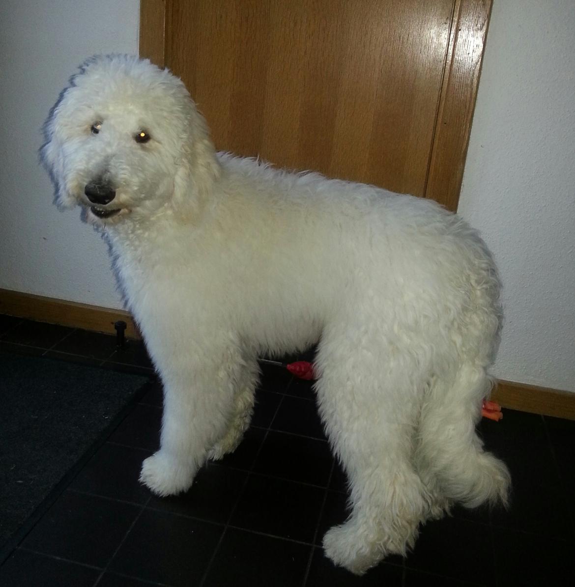 Storpuddel Charlie billede 3