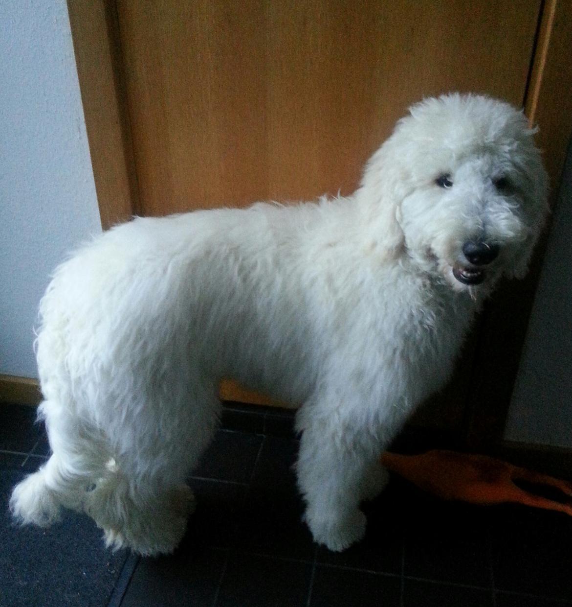 Storpuddel Charlie billede 4