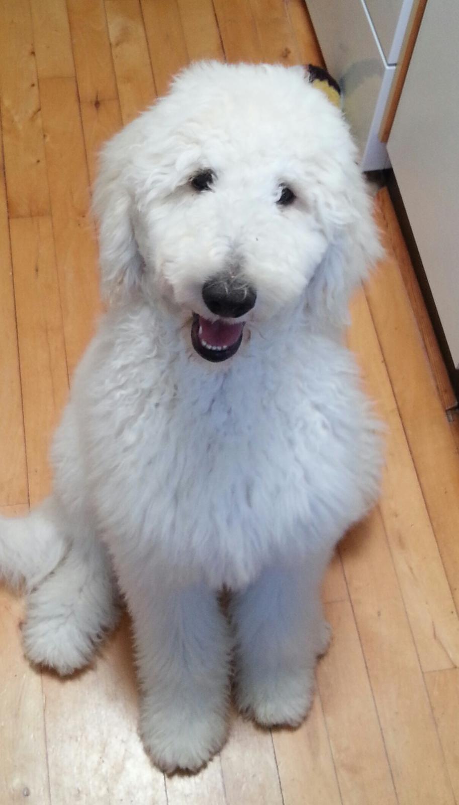 Storpuddel Charlie billede 5