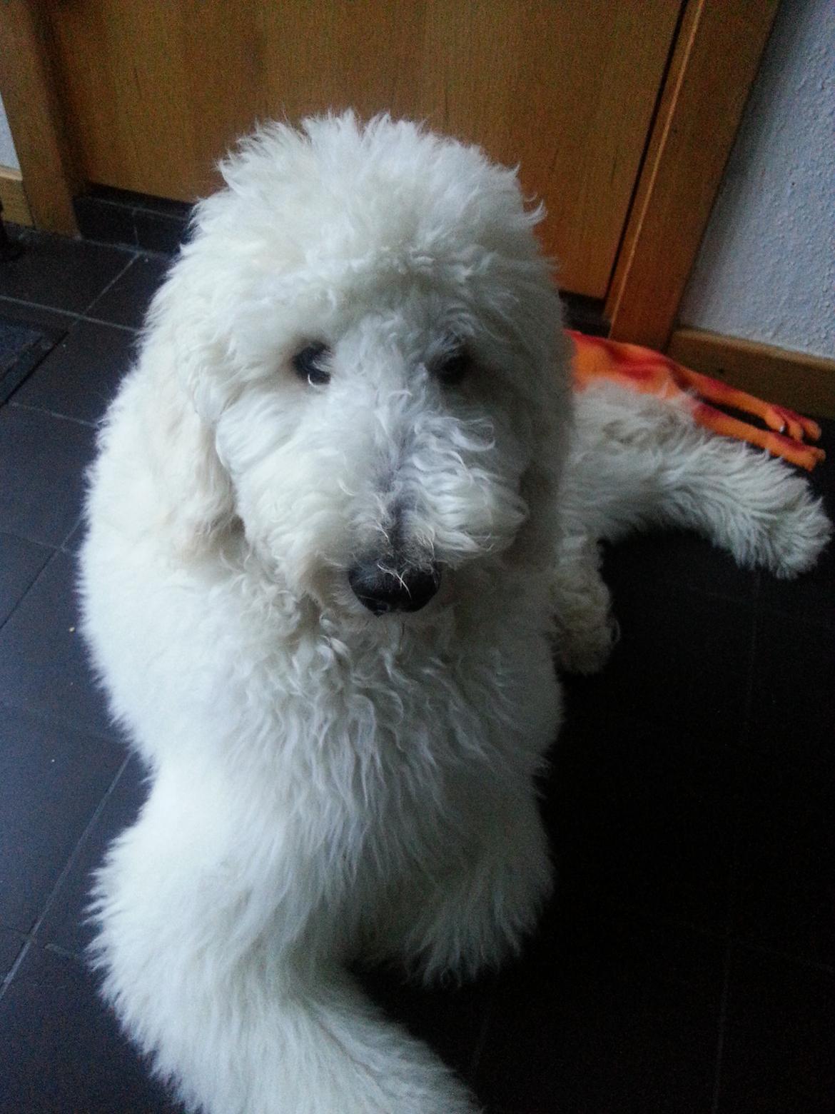 Storpuddel Charlie billede 2