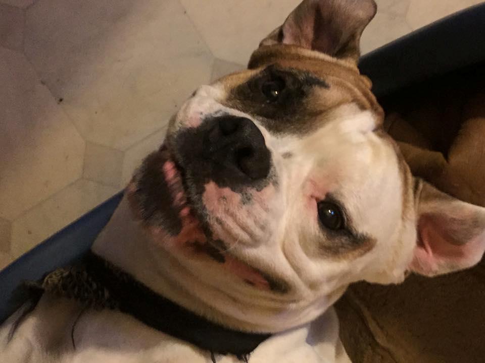 Blanding af racer SIGURD himmel hund ?? billede 21