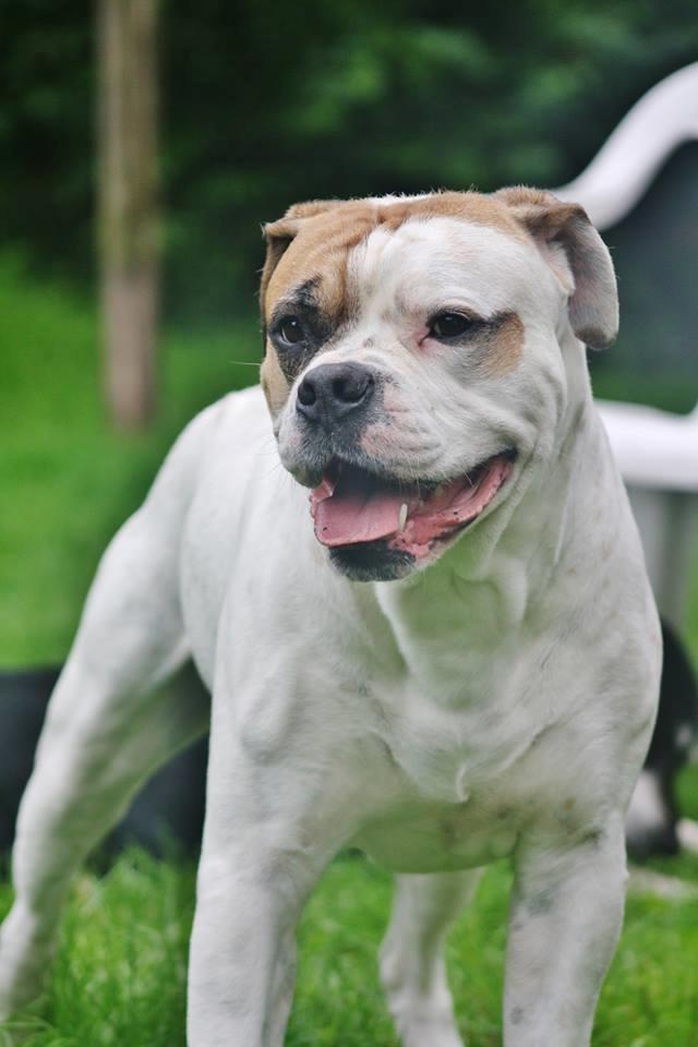 Blanding af racer SIGURD himmel hund ?? billede 22