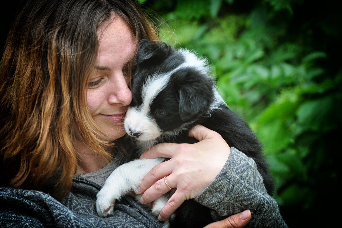 Border collie Menellis Rey billede 25