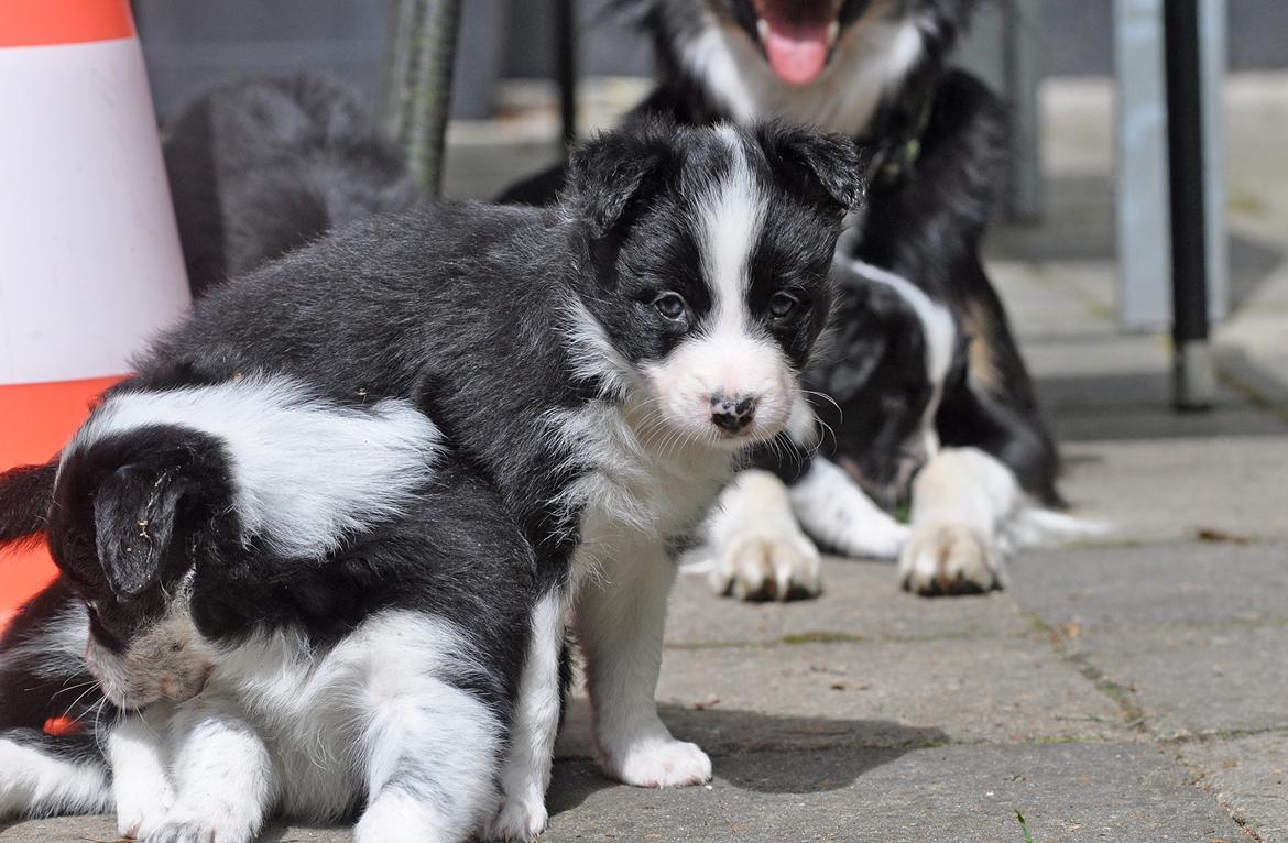 Border collie Menellis Rey billede 26