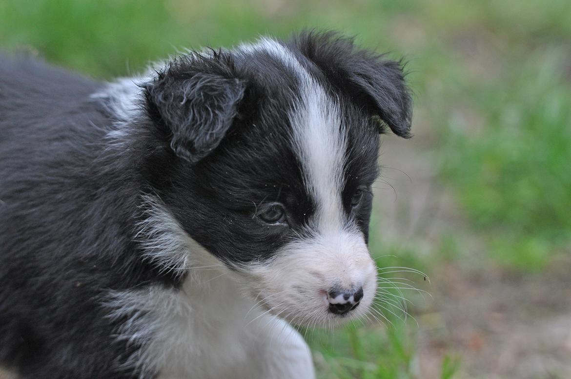 Border collie Menellis Rey billede 27