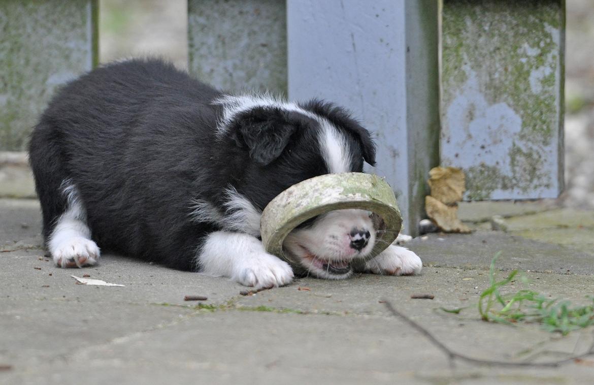 Border collie Menellis Rey billede 28