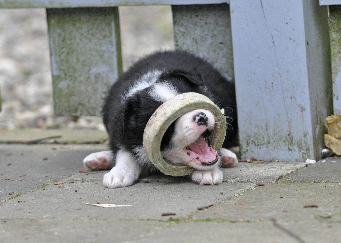 Border collie Menellis Rey billede 29