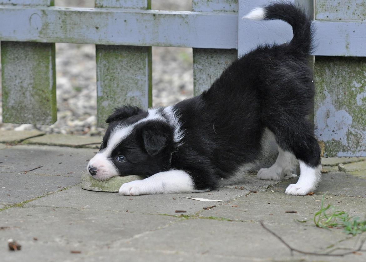 Border collie Menellis Rey billede 30