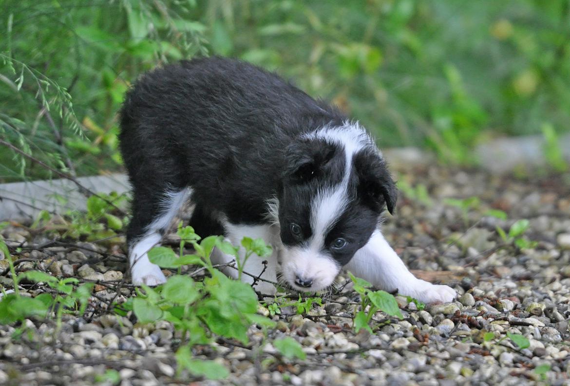 Border collie Menellis Rey billede 31