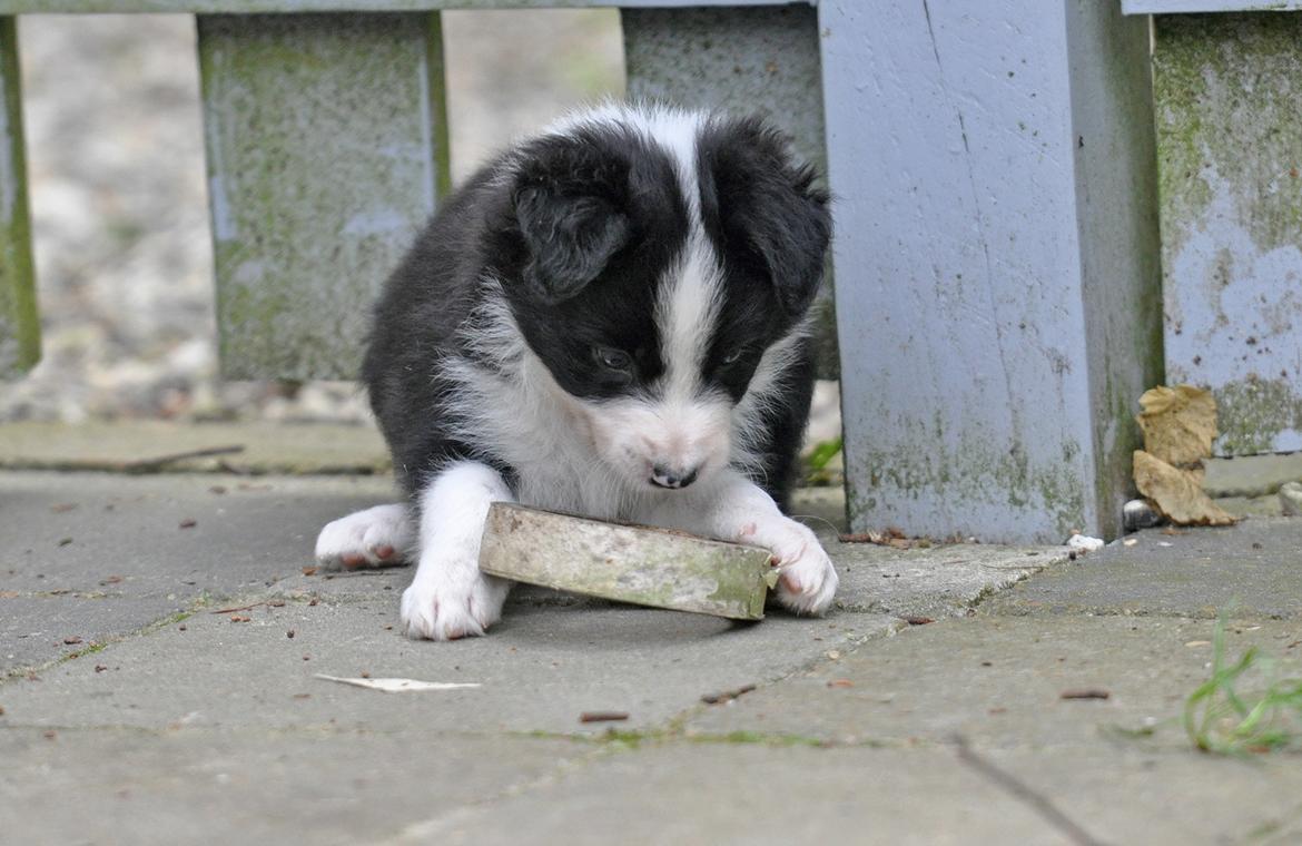 Border collie Menellis Rey billede 32