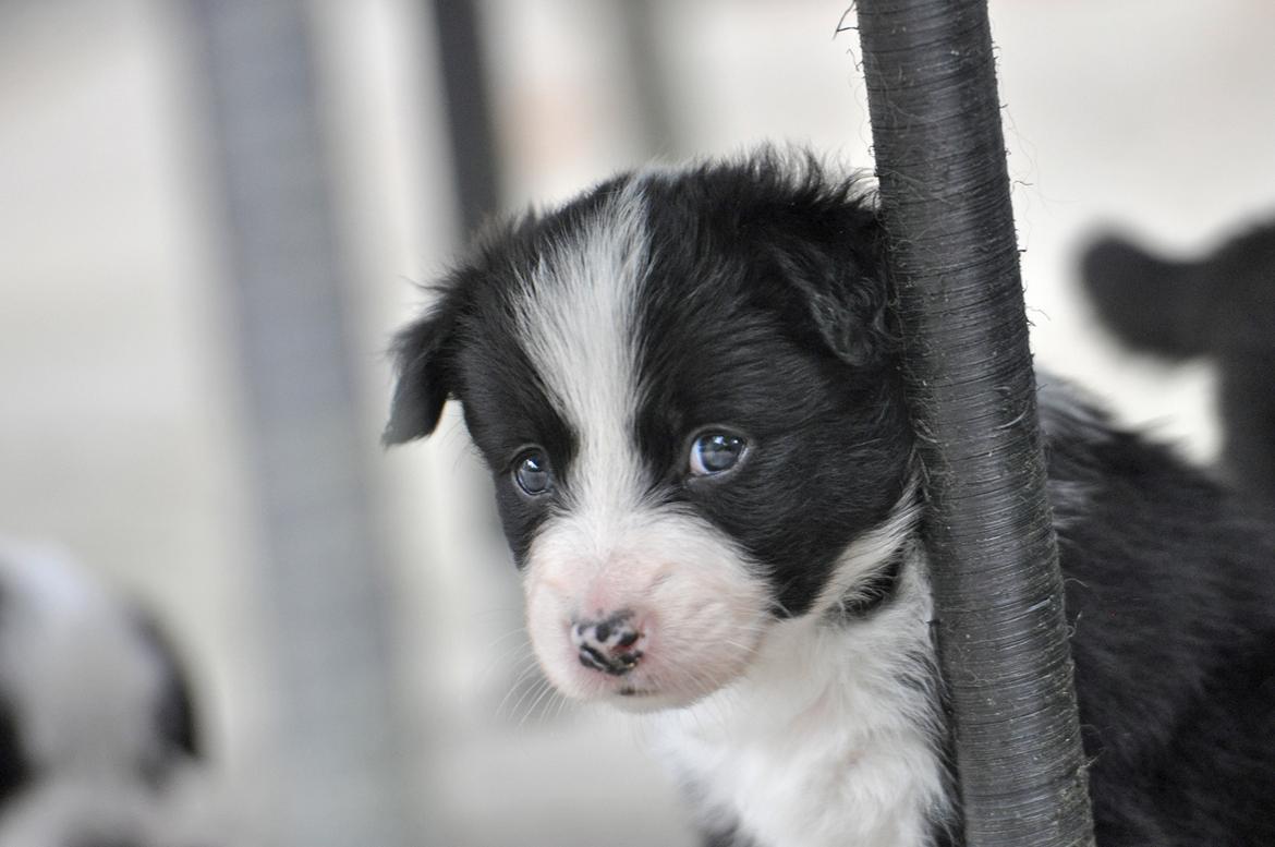 Border collie Menellis Rey billede 33