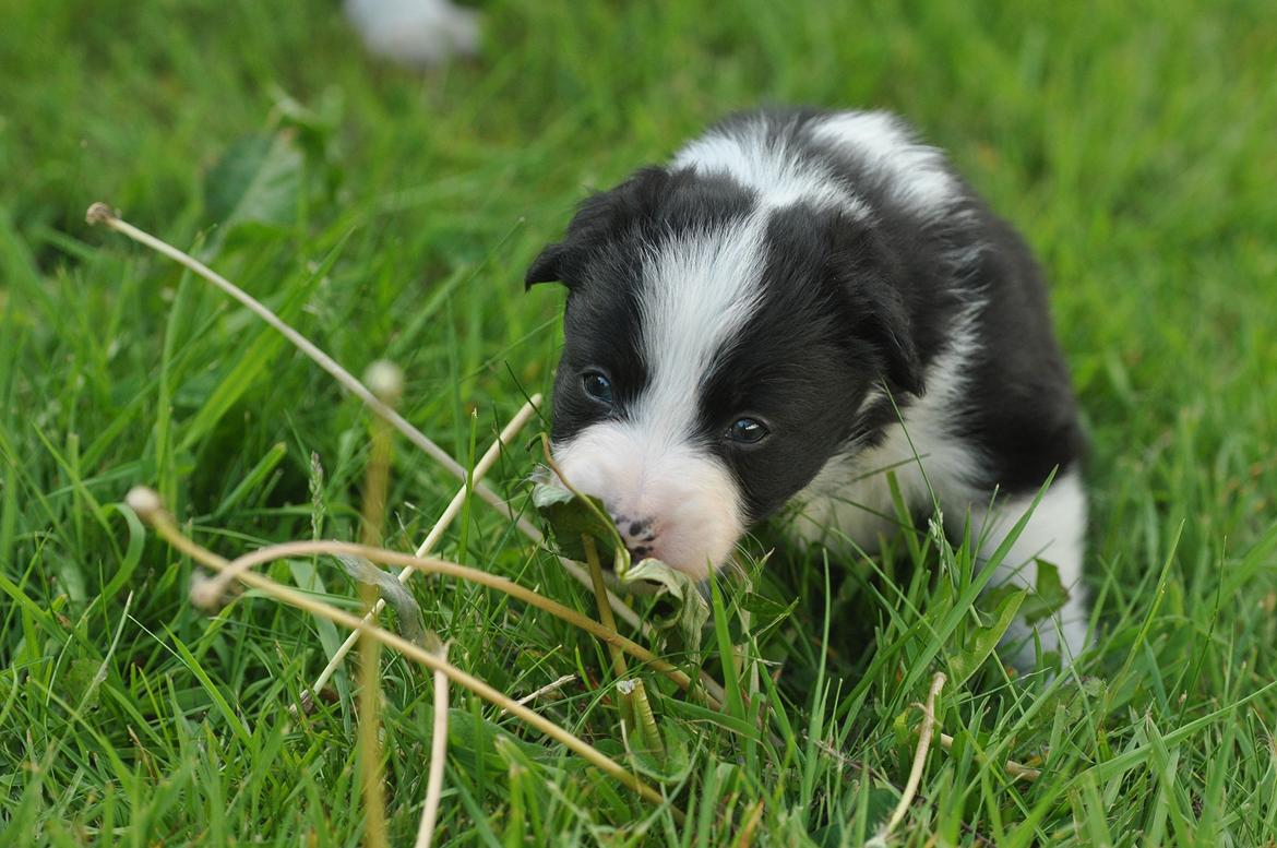 Border collie Menellis Rey billede 34