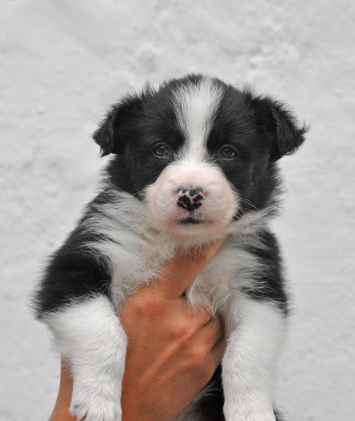 Border collie Menellis Rey billede 35
