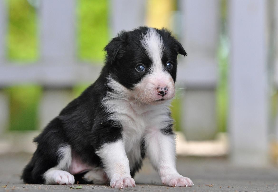 Border collie Menellis Rey billede 36
