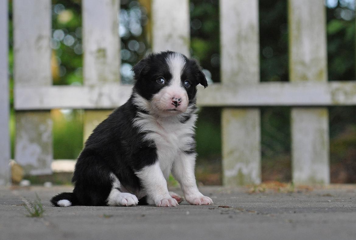 Border collie Menellis Rey billede 37