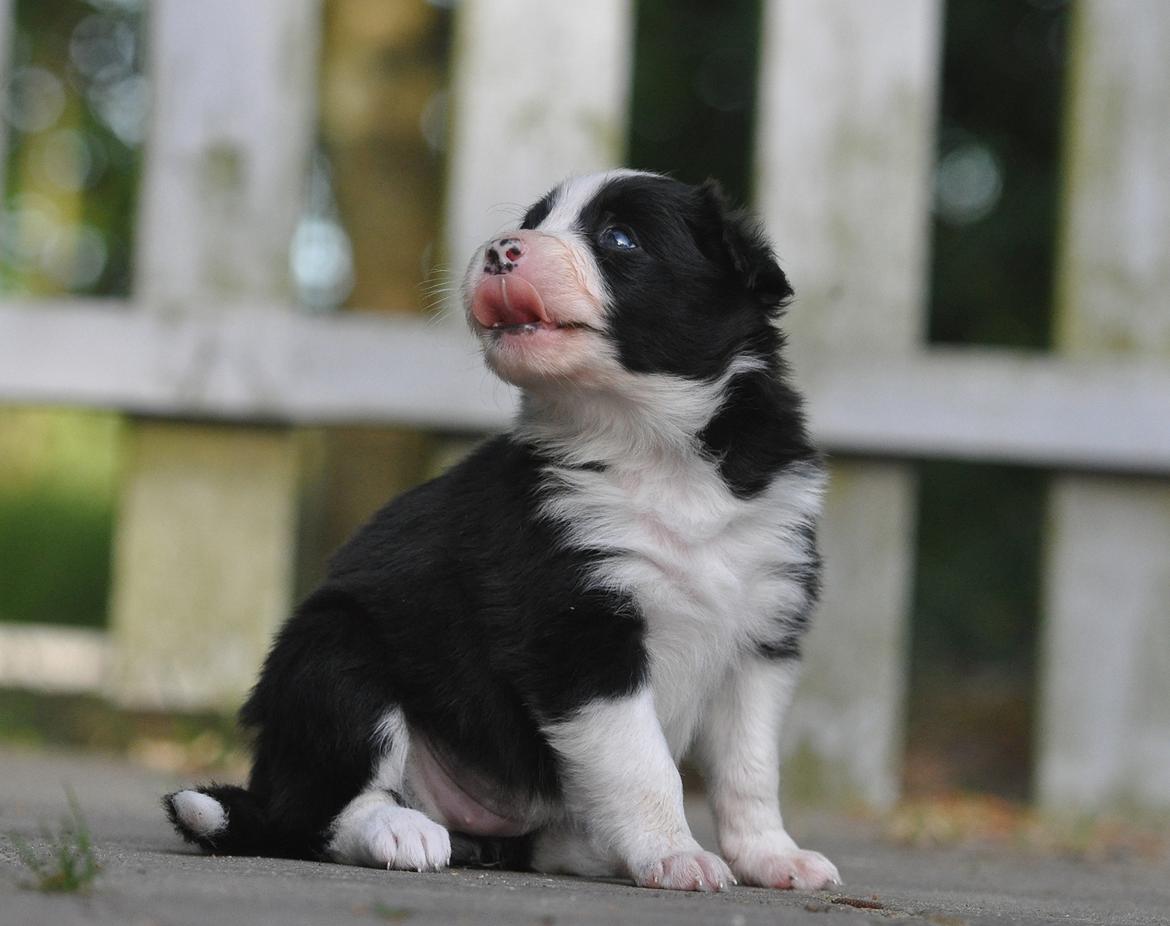 Border collie Menellis Rey billede 38