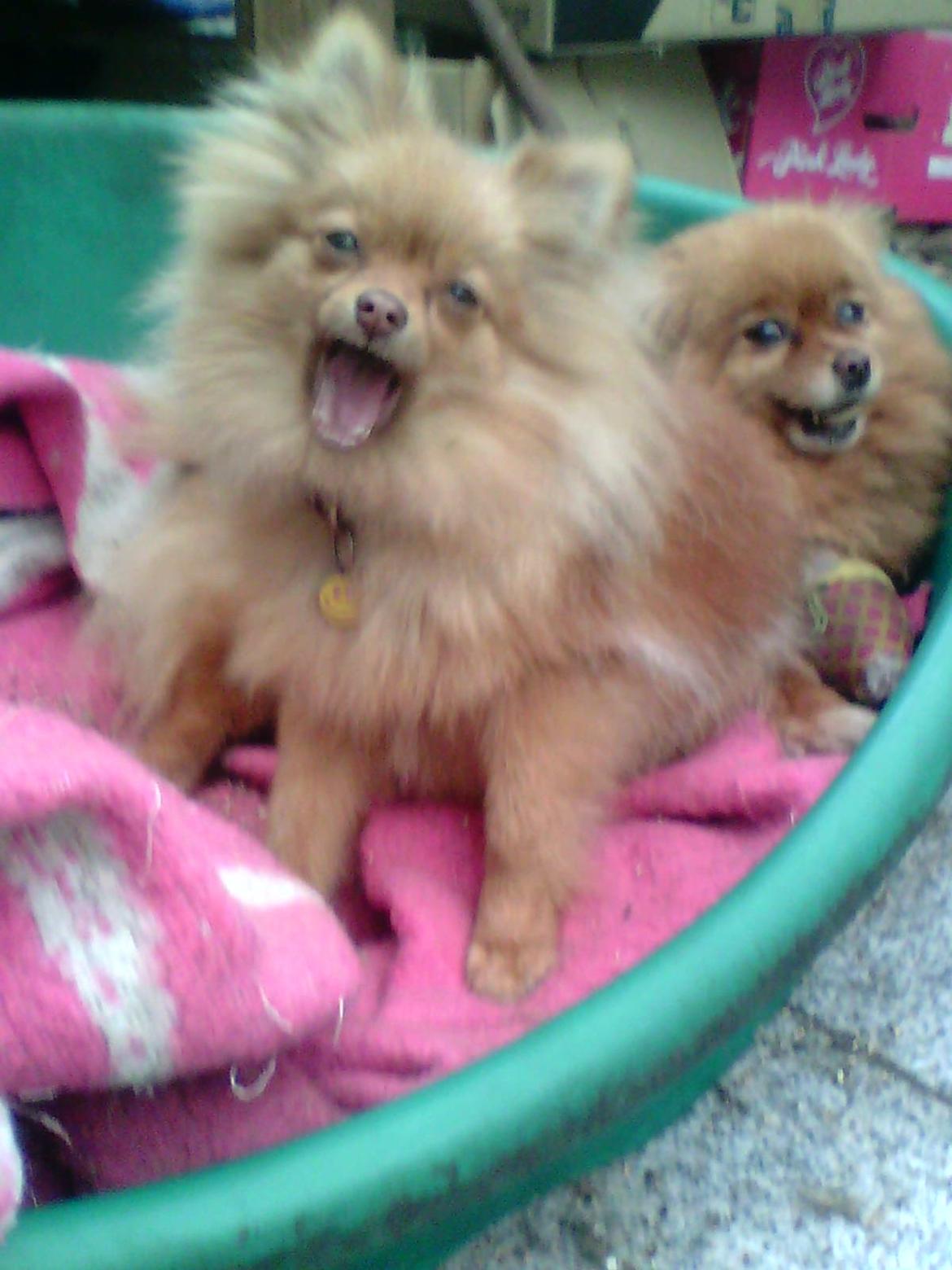 Pomeranian Anes Rødtop billede 1