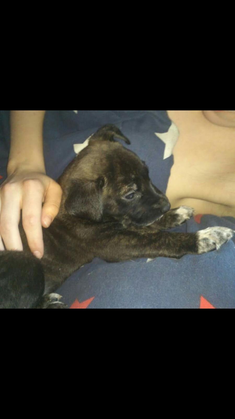 Blanding af racer Mulle R.I.P billede 1