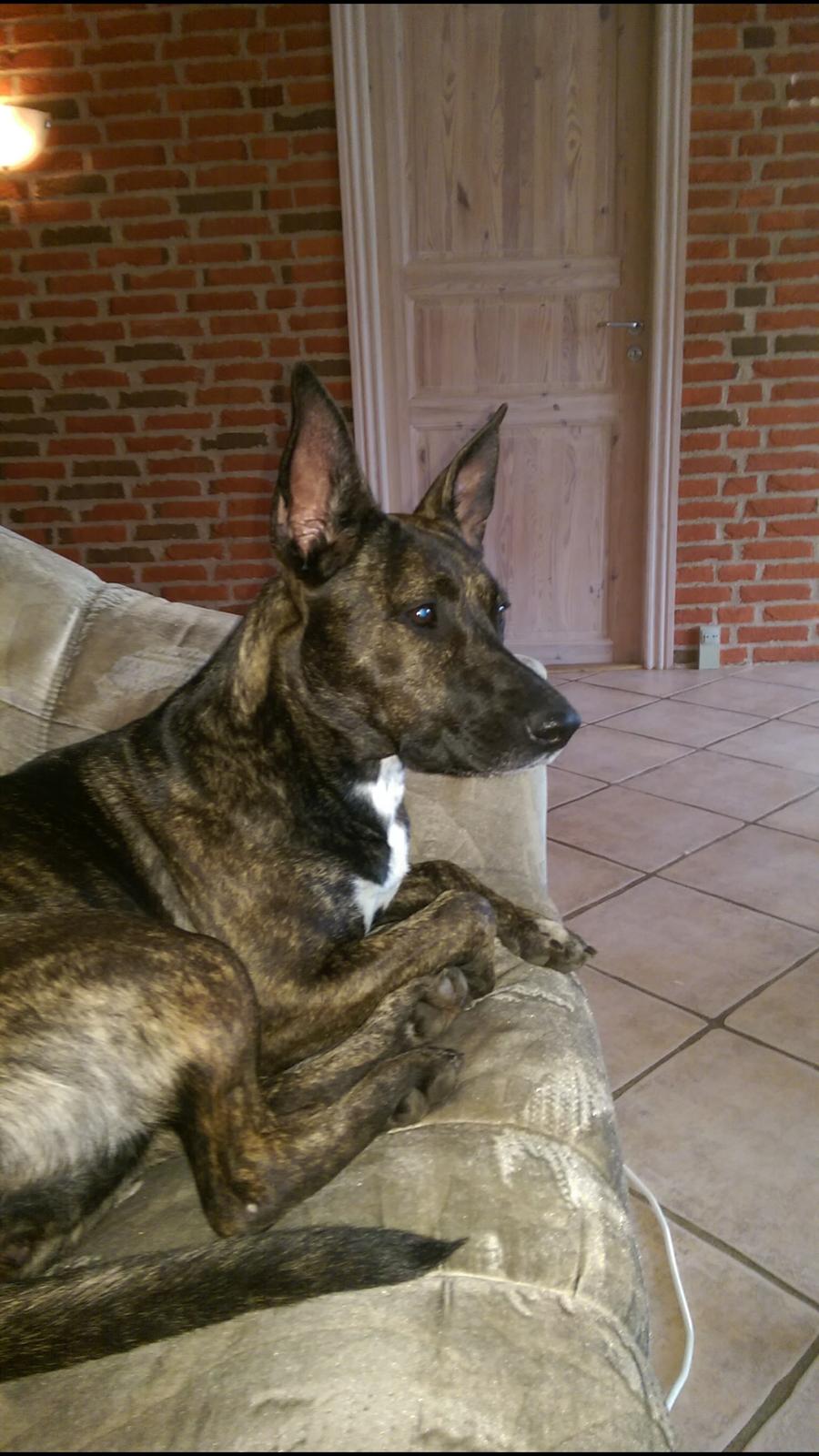 Blanding af racer Mulle R.I.P billede 9