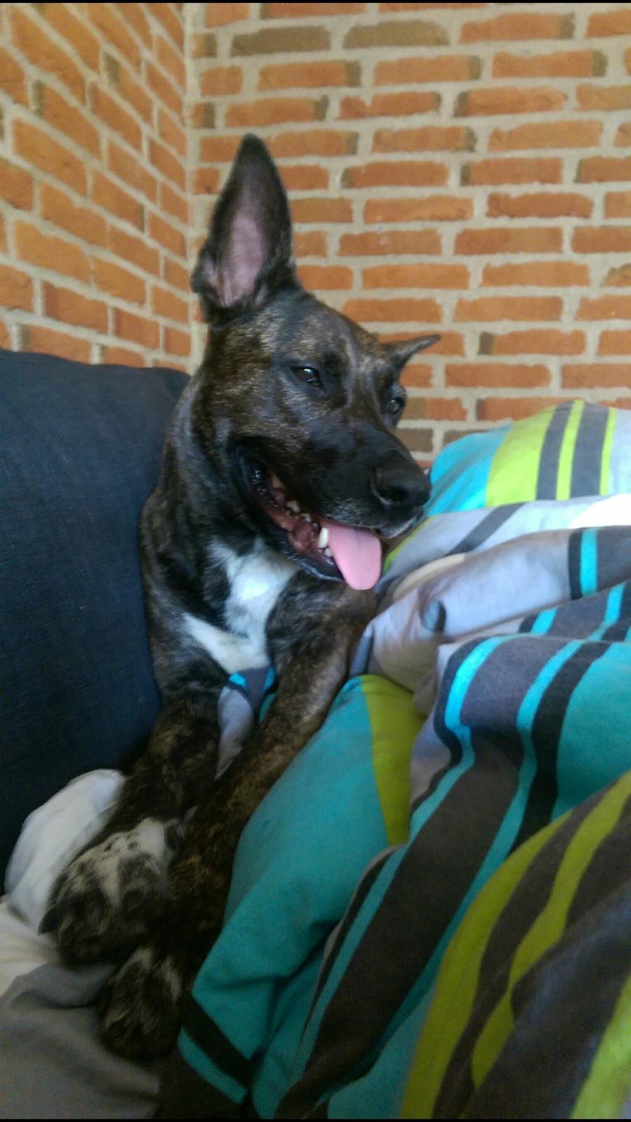 Blanding af racer Mulle R.I.P billede 16