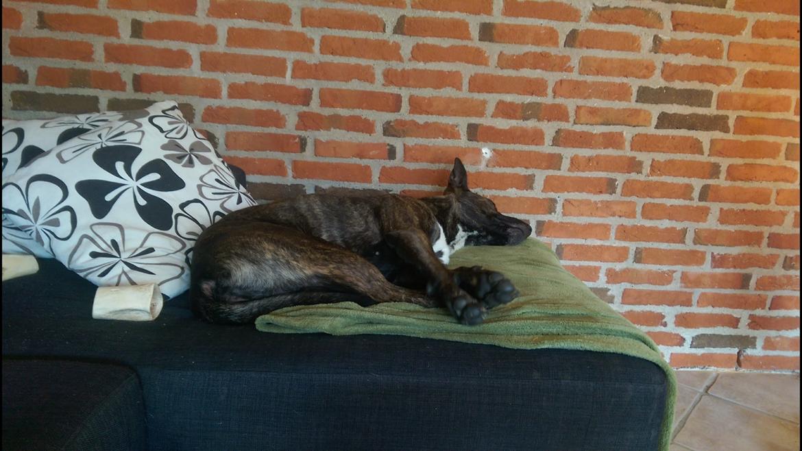 Blanding af racer Mulle R.I.P billede 15