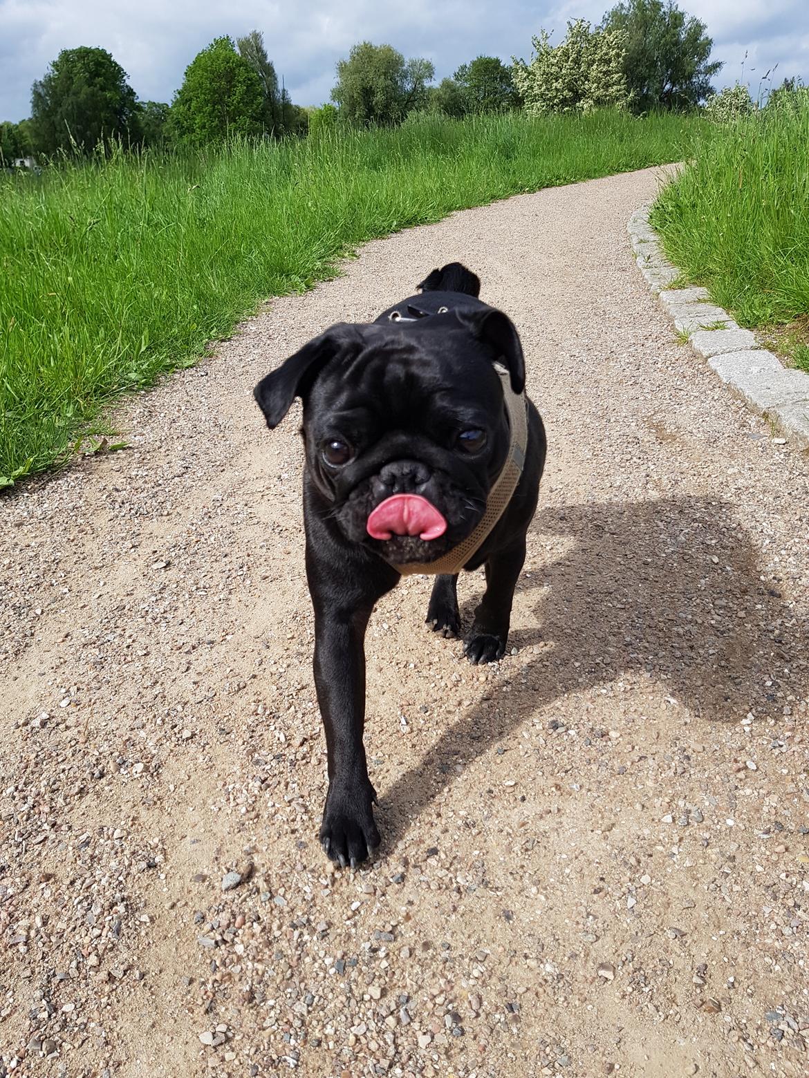 Mops Homer Viggo Hein aka Chulo billede 1