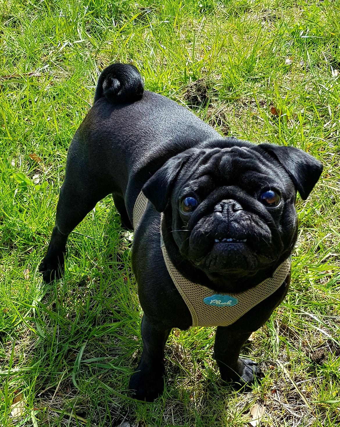 Mops Homer Viggo Hein aka Chulo billede 2