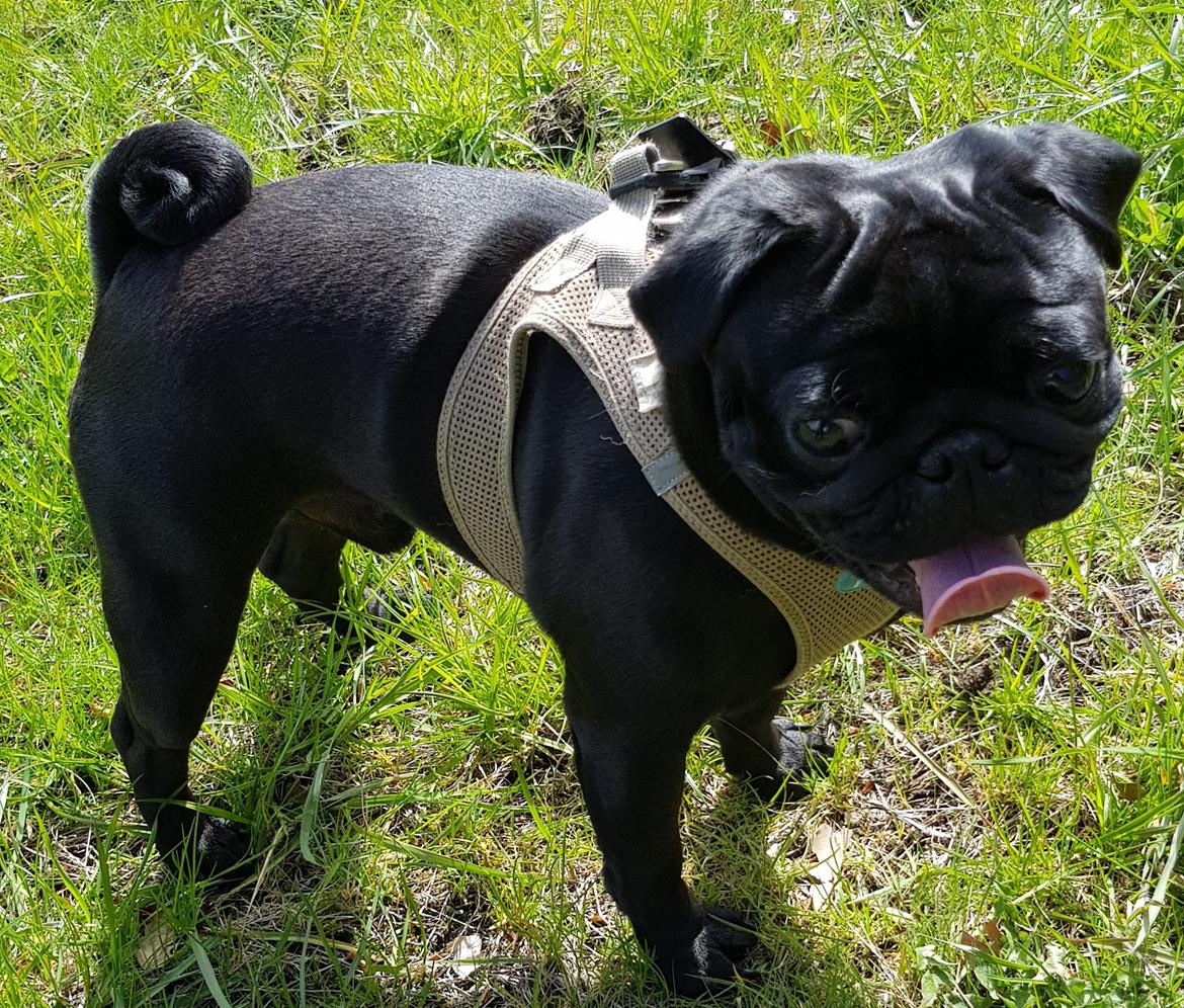 Mops Homer Viggo Hein aka Chulo billede 3