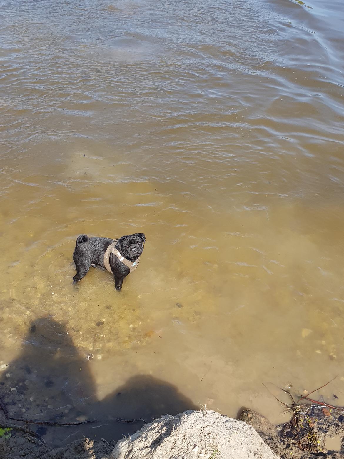 Mops Homer Viggo Hein aka Chulo billede 4