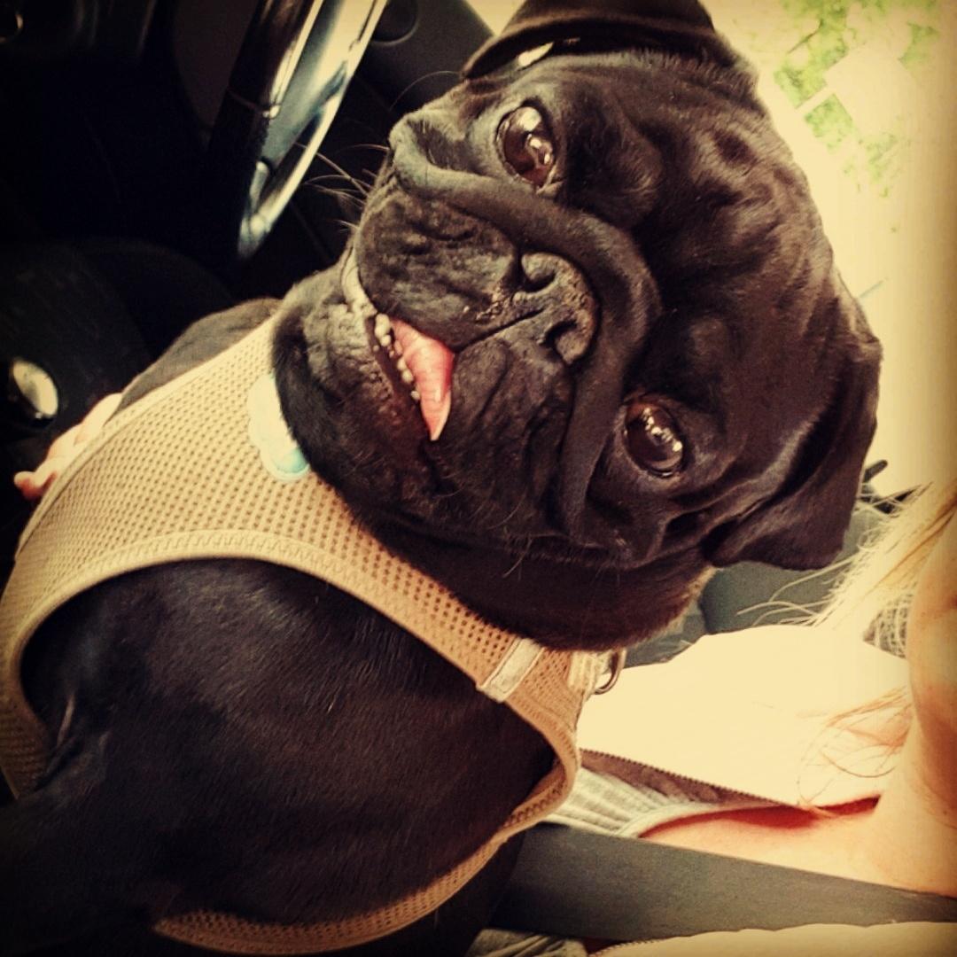 Mops Homer Viggo Hein aka Chulo billede 5