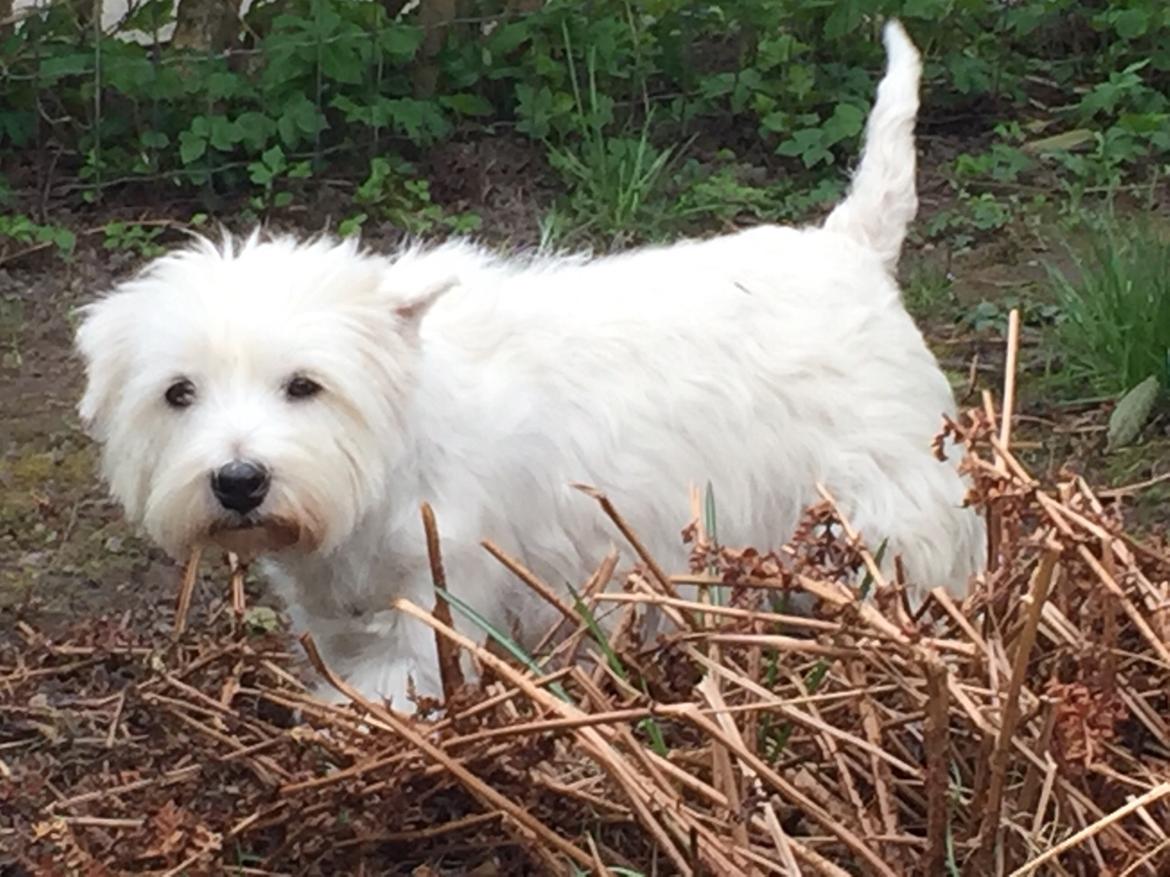 West highland white terrier Laura billede 7