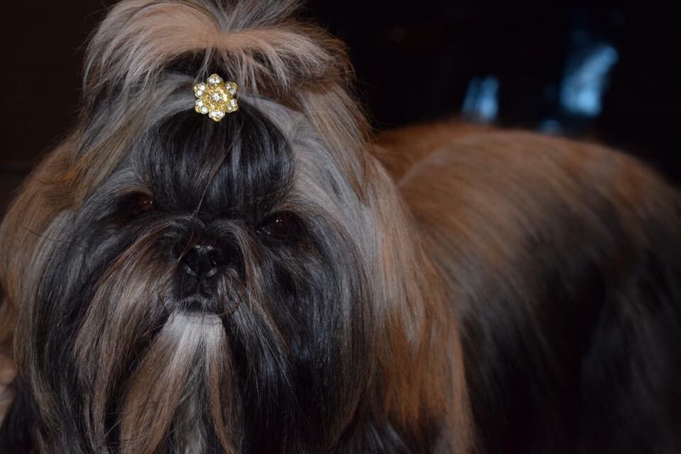 Shih tzu Perle "fra Mønsted's hunde" billede 32