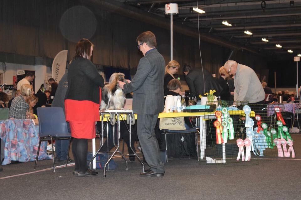 Shih tzu Perle "fra Mønsted's hunde" billede 33