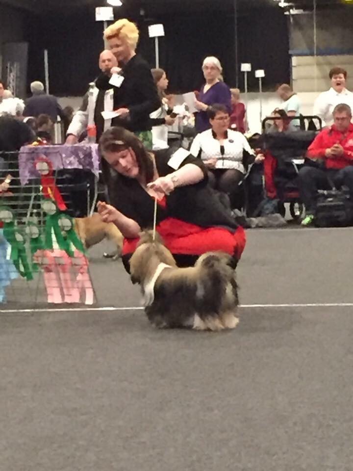 Shih tzu Perle "fra Mønsted's hunde" billede 34