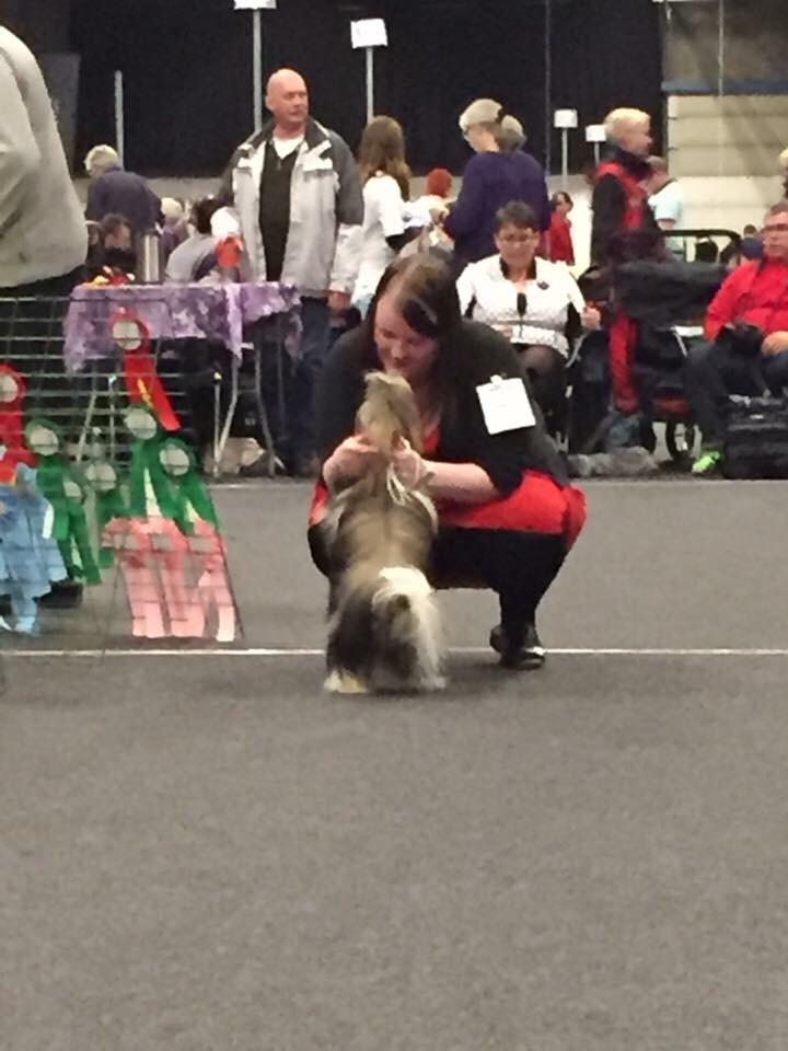 Shih tzu Perle "fra Mønsted's hunde" billede 35