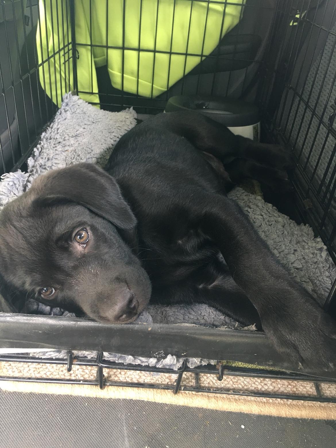 Labrador retriever Freddy billede 20