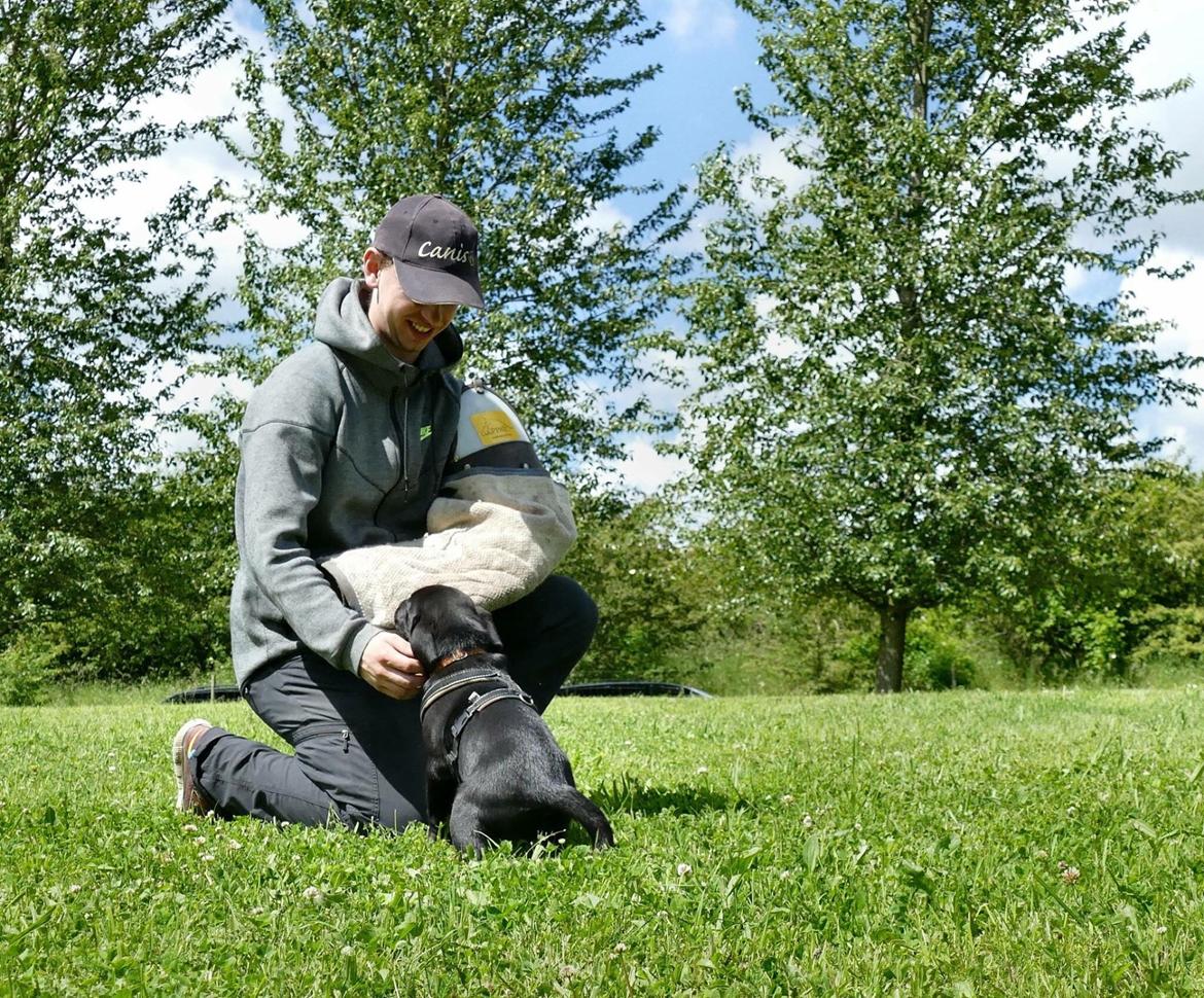 Labrador retriever Freddy billede 5