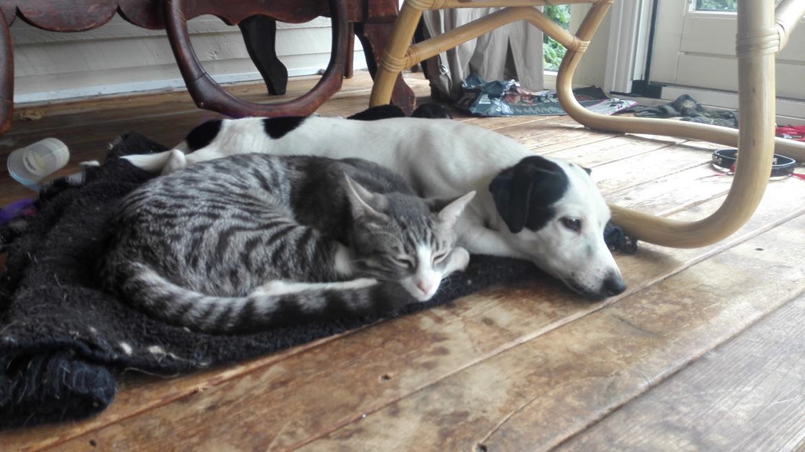 Jack russell terrier China billede 14