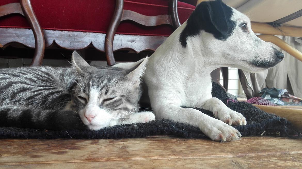 Jack russell terrier China billede 15