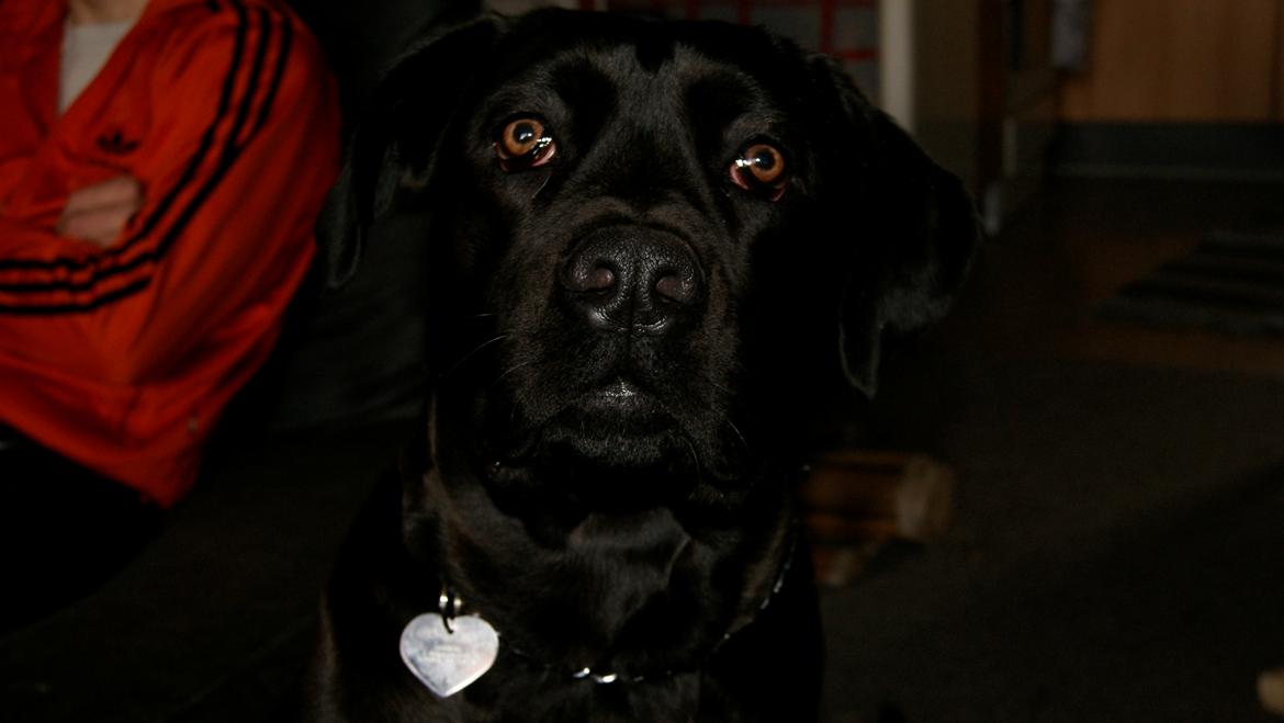 Cane corso Lilith immaculate billede 7