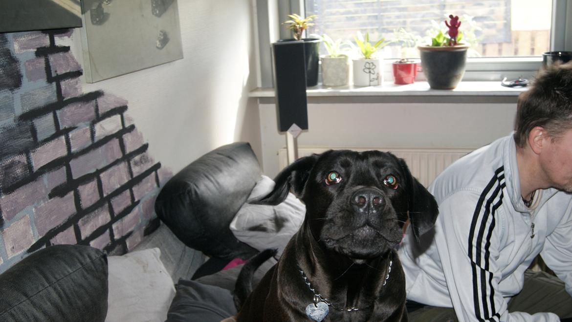 Cane corso Lilith immaculate billede 4