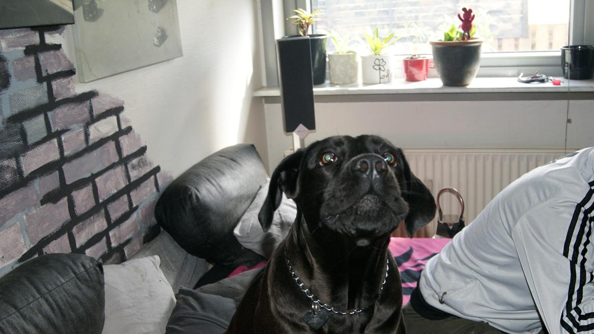 Cane corso Lilith immaculate billede 5