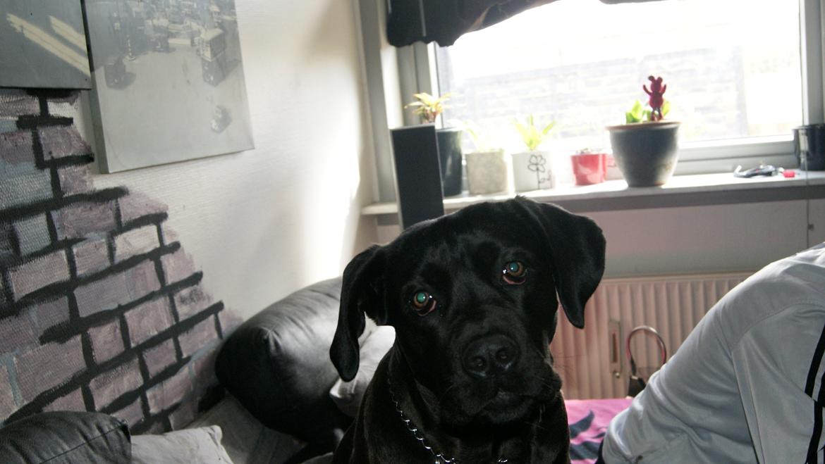 Cane corso Lilith immaculate billede 3
