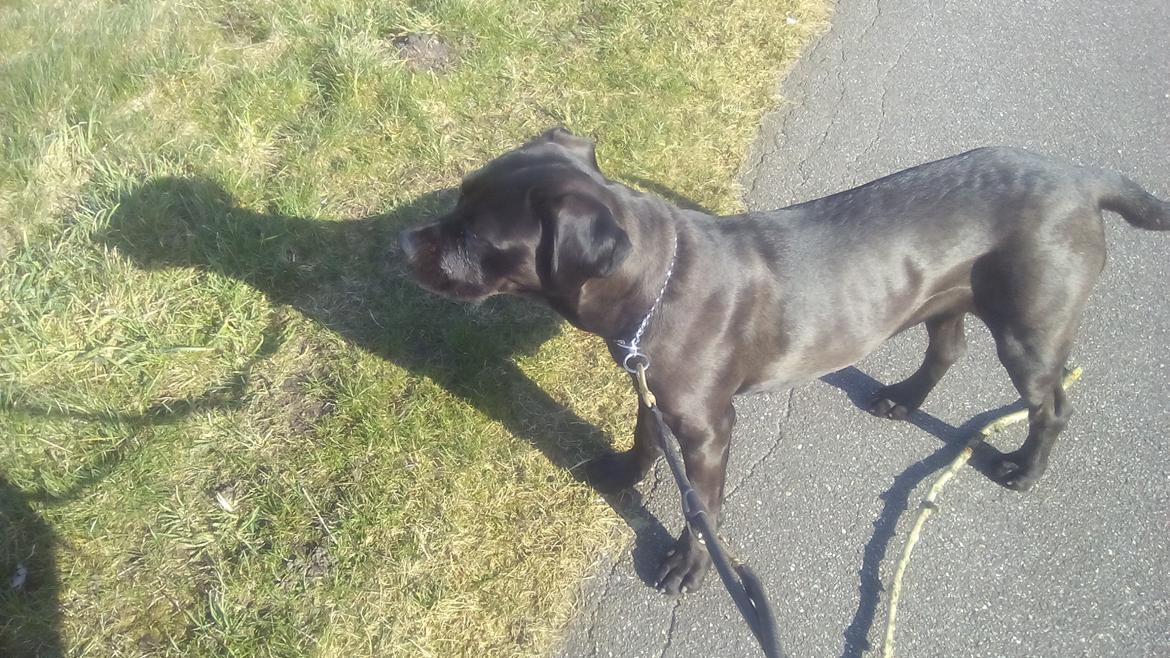 Cane corso Lilith immaculate billede 6