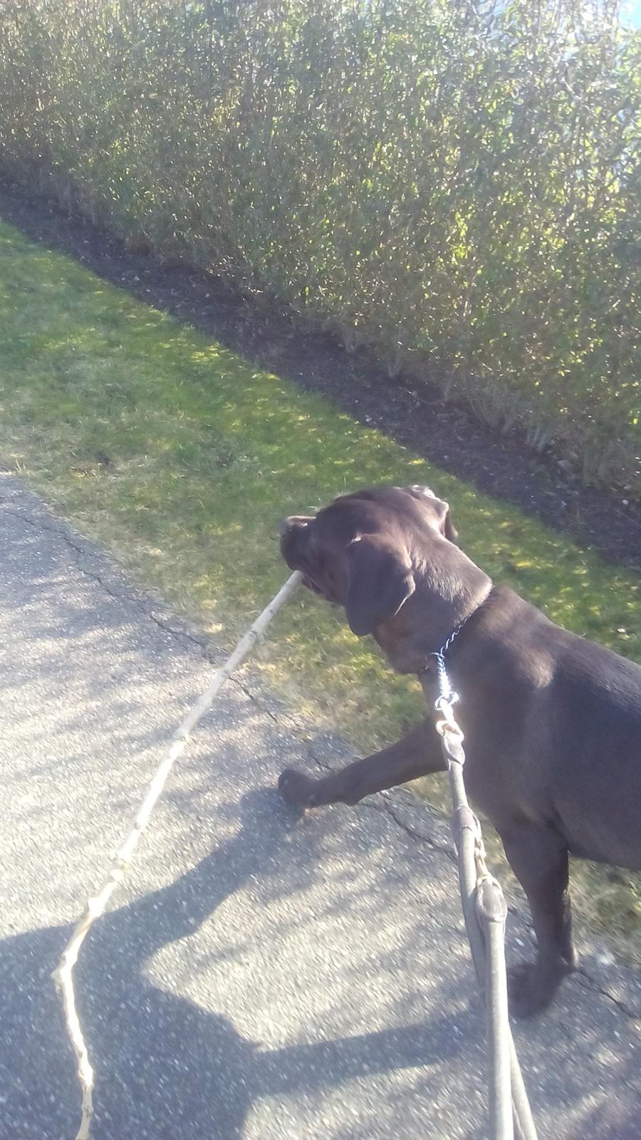 Cane corso Lilith immaculate billede 8